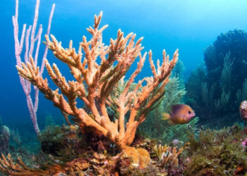 La Unesco lanza un plan para mejorar la resistencia de los arrecifes de coral