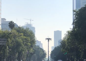 Gobierno de la CDMX lanza consulta para votar por árbol que sustituirá a la Palma de Reforma
