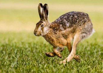 La liebre europea y otras especies invasoras amenazan el ecosistema de Perú