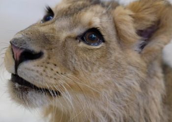 Bomberos de Ecatepec capturan a cachorro de león africano; vecinos lo encontraron deambulando en una calle.