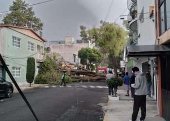 Cayó árbol frondoso por fuerte viento en Granjas Esmeralda, Iztapalapa.