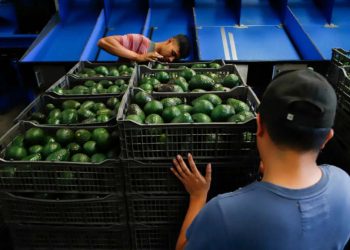 México prevalece en controversia contra Costa Rica por medidas restrictivas al aguacate en el marco de la OMC: SADER