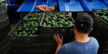 México prevalece en controversia contra Costa Rica por medidas restrictivas al aguacate en el marco de la OMC: SADER