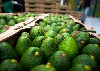 Cerveza, tequila y aguacate, los principales productos mexicanos que se consumen en Estados Unidos: SADER