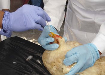 Alerta por influenza aviar en Coahuila y Durango