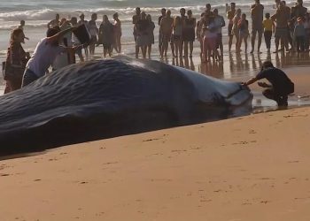 Muere ballena encallada en una playa cercana a Lisboa