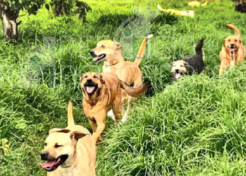 El predio que ocupan alrededor de mil 500 animales, continuará como su hogar