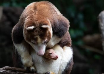 Zoológico de El Bronx está de fiesta por nacimiento de un canguro arbóreo