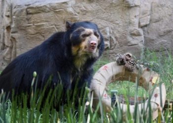 Fallece “Carlos” uno de los osos antifaz más longevos del Zoológico de Chapultepec