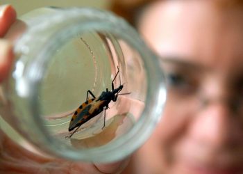Secretaría de Salud y OPS trabajan para combatir la enfermedad de Chagas