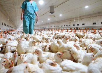 China detecta primer caso de gripe aviar H3N8 en humanos