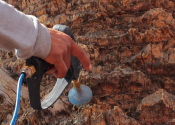 El hongo rosado afecta las palmeras de la CDMX: Claudia Sheinbaum