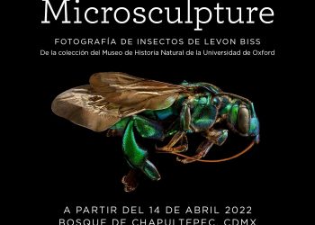 Levon Biss, fotógrafo que capta la belleza de los insectos llega a México