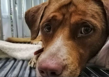 CDMX confirma: No hay condiciones para que los perros rescatados vuelvan al Refugio Franciscano.