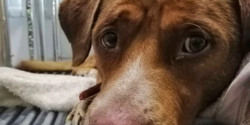 CDMX confirma: No hay condiciones para que los perros rescatados vuelvan al Refugio Franciscano.