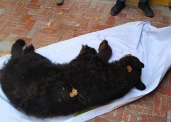 Capturan a oso negro que ingresó a la presidencia municipal de Villaldama en Nuevo León