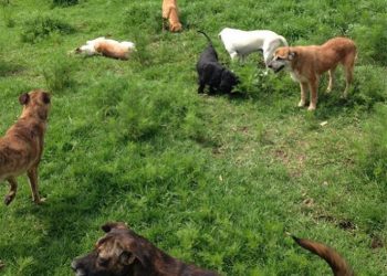 Pretenden desalojar a mil 500 perros y 36 gatos de Refugio Franciscano