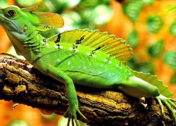 El 21% de las especies de reptiles está en peligro de extinción