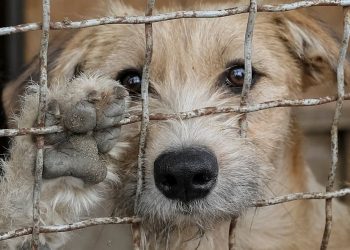 Nuevo León tipifica el secuestro de mascotas