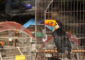 Detectan tráfico de tucanes a través de Facebook