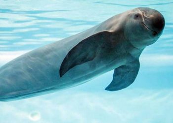 Exigen a México investigar la casi extinción de la vaquita marina