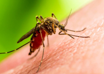 Una pequeña mutación puede hacer al virus del zika más peligroso