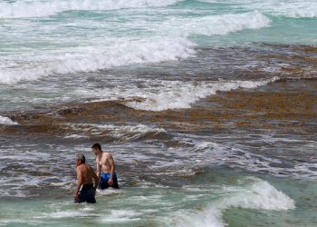 ONG alerta sobre aumento de sargazo en próximos días en el Caribe mexicano
