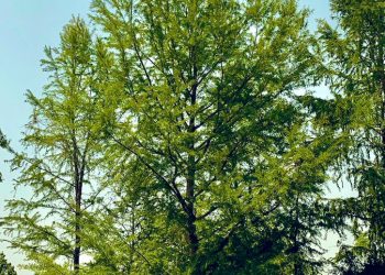 Llega el Ahuehuete que remplazará a la palma en Paseo de la Reforma