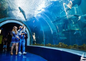 Gobierno estatal toma control del Acuario de Veracruz