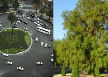 Ahuehuete se plantará el domingo en la Glorieta de la Palma: Sheinbaum 