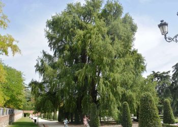 ¡Será un Ahuehuete! Capitalinos eligen a esta especie para reemplazar a la Palma en Reforma