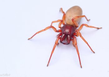 Las arañas españolas que demuestran la Teoría de la Evolución de Darwin