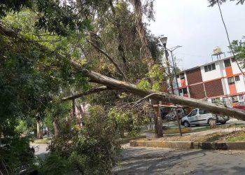 Se reportan fuertes vientos y árboles caídos en la CDMX por fuertes vientos