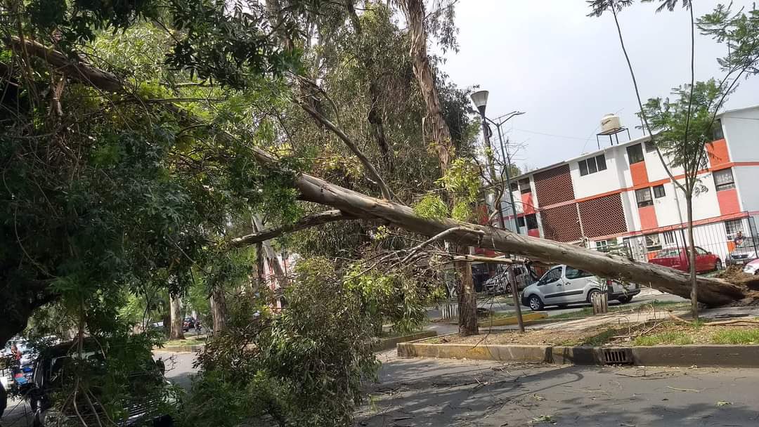 Se reportan fuertes vientos y árboles caídos en la CDMX por fuertes vientos  - Enfoque Noticias