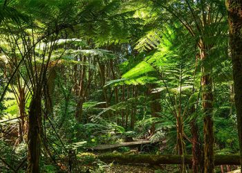 Registros muestran que los árboles mueren el doble de rápido desde 1980