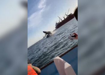 Ballena cae sobre embarcación en Sinaloa