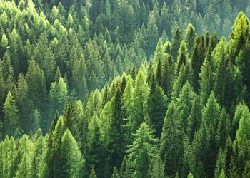 FAO pide sanar y expandir los bosques para una economía más fuerte y justa