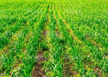 Sustituir fertilizantes químicos por orina, es la nueva propuesta para evadir la contaminación