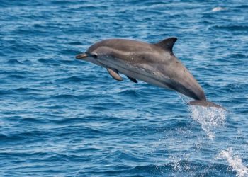 Unos 30 delfines mueren varados en costa de Baja California Sur