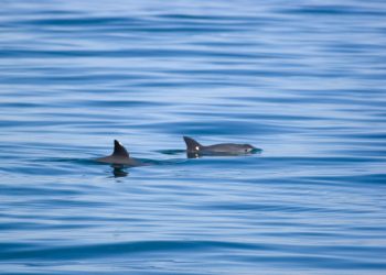 La vaquita marina podría sobrevivir por su cuenta si se elimina el enmalle