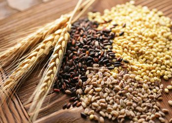 Gobierno de México buscará incrementar la auto producción alimentaria de granos