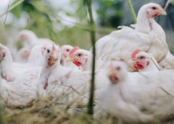 Francia comienza a experimentar la vacunación contra la gripe aviar