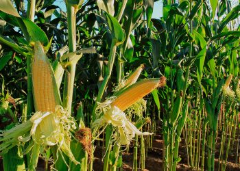 Secretaría de Agricultura prevé producir 8 millones de toneladas de maíz al cierre del gobierno: Villalobos
