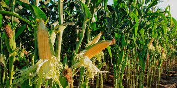 Secretaría de Agricultura prevé producir 8 millones de toneladas de maíz al cierre del gobierno: Villalobos