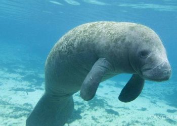 Grupos conservacionistas demandan al Gobierno de Estados Unidos por muerte de manatíes