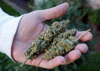 Para todas las personas la posesión de cannabis está penada, eso debe quedar muy claro: MUCD