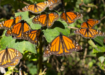 Presencia de mariposas monarca en México aumentó 35 % en diciembre de 2021