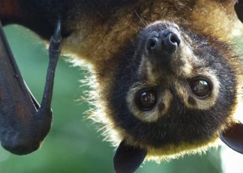 El murciélago que imita el ruido del avispón para sobrevivir