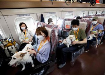 Lomitos viajan libres en tren bala de Japón