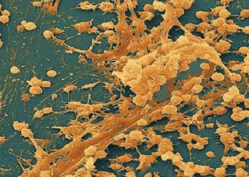 Científicos idean un método para controlar poblaciones bacterianas